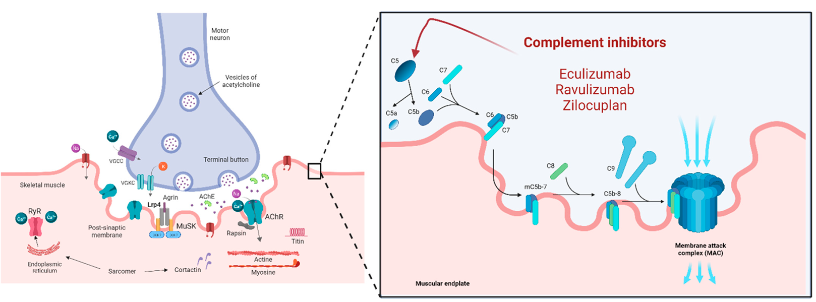 Complement inhibitors and their mechanisms of action