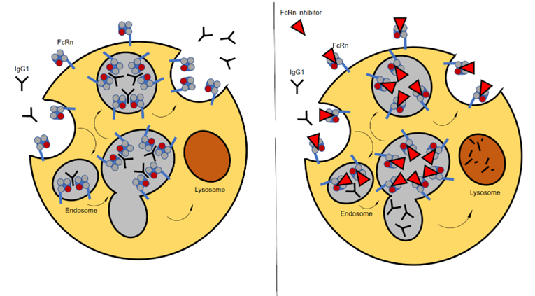 Mechanism of FcRn-targeted therapies