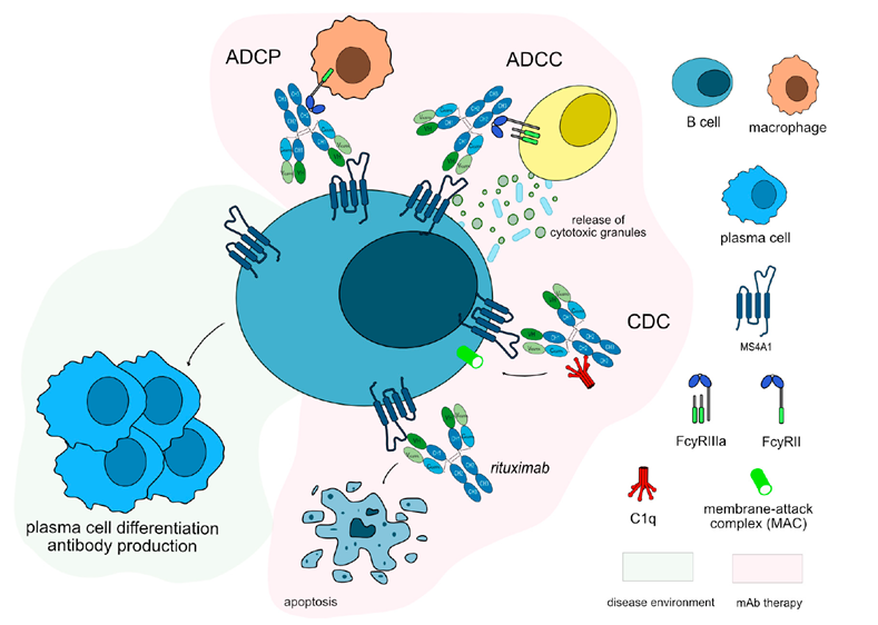 Mechanism of action of Rituximab