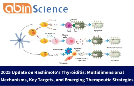 2025 Update on Hashimoto's Thyroiditis: Multidimensional Mechanisms, Key Targets, and Emerging Therapeutic Strategies