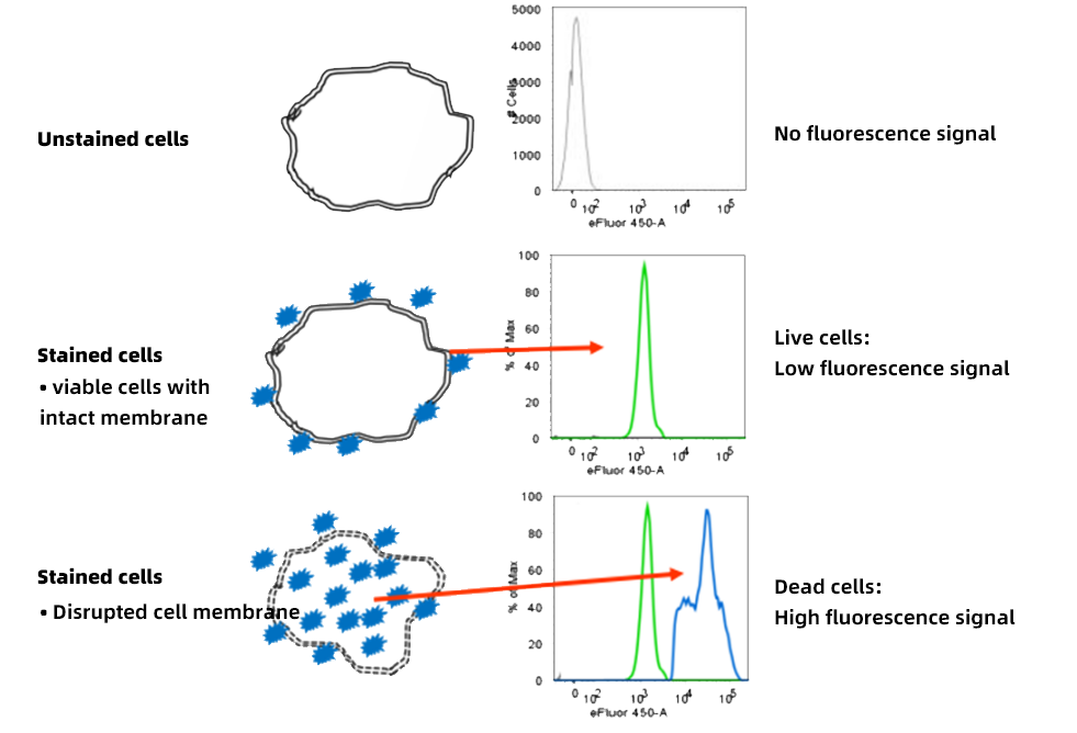 Principle of live/dead discrimination using amine-reactive dyes