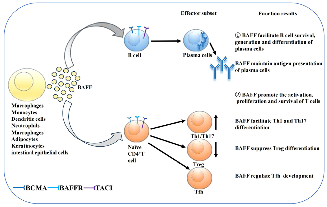 Effects of BAFF on B cells and T cells
