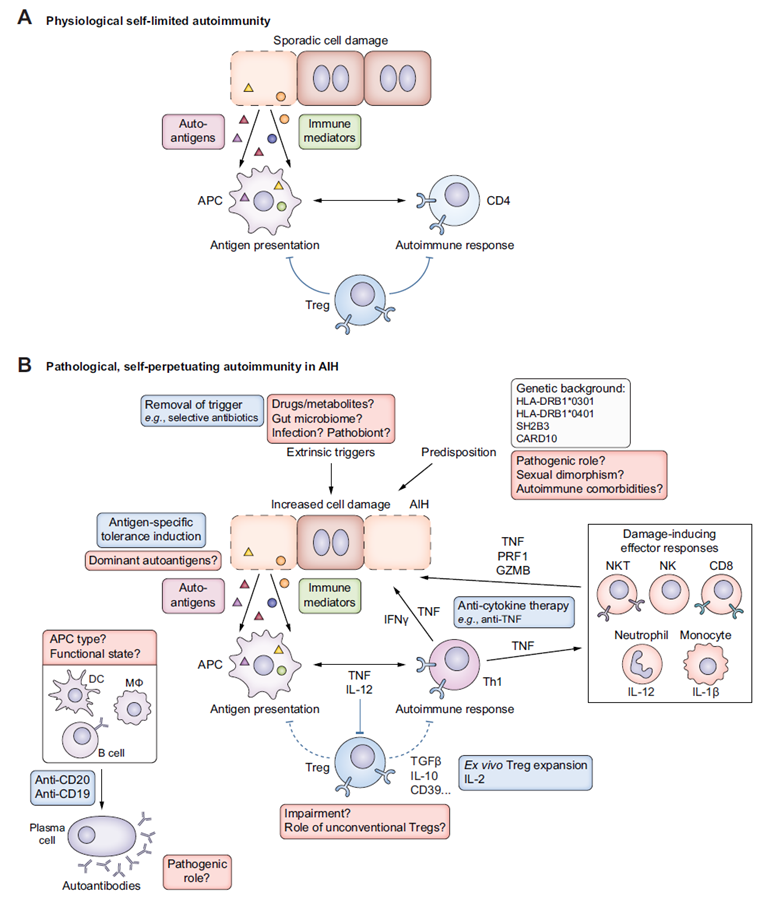 Immunopathology of autoimmune hepatitis and potential therapeutic strategies