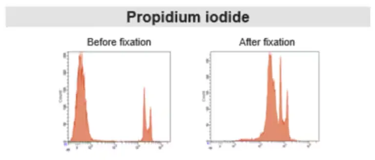 Comparison of PI staining before and after fixation