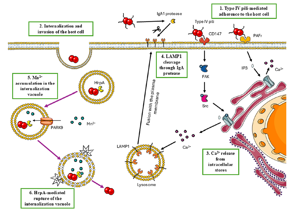 Proposed mechanism of Neisseria meningitidis vacuolar escape