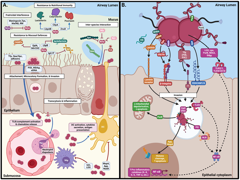 Neisseria meningitidis interactions at the nasopharyngeal surface