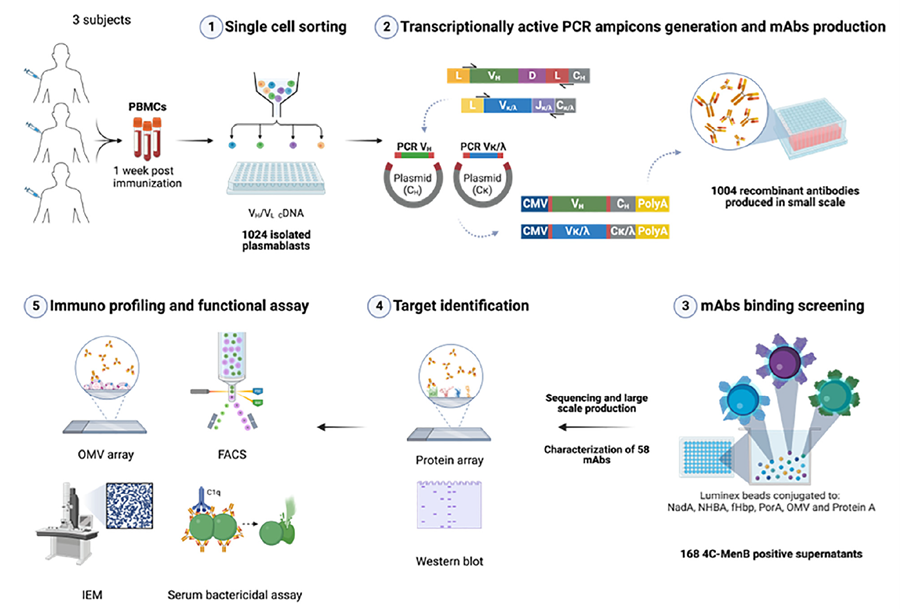 Monoclonal antibody analysis from 4CMenB vaccinees identifying PorB and LOS as key OMV components