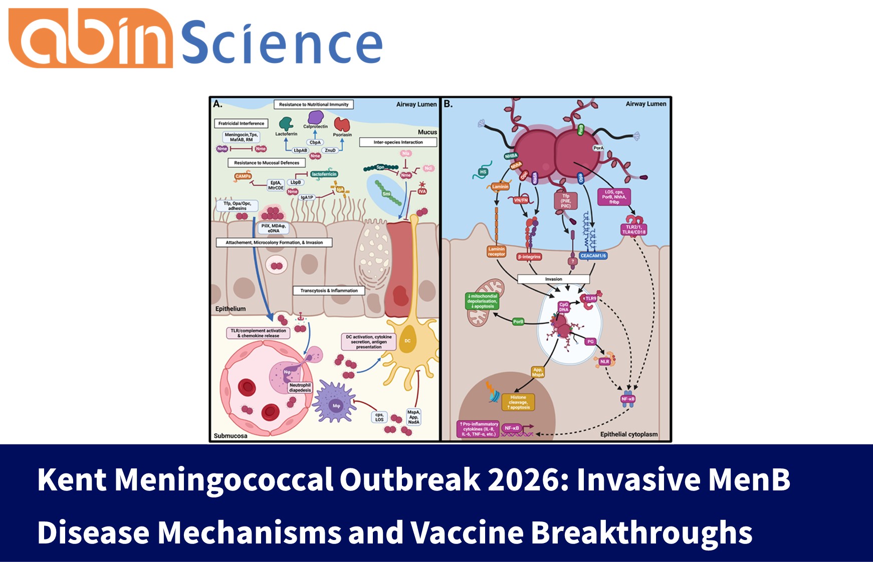 Kent Meningococcal Outbreak 2026: Invasive MenB Disease Mechanisms and Vaccine Breakthroughs