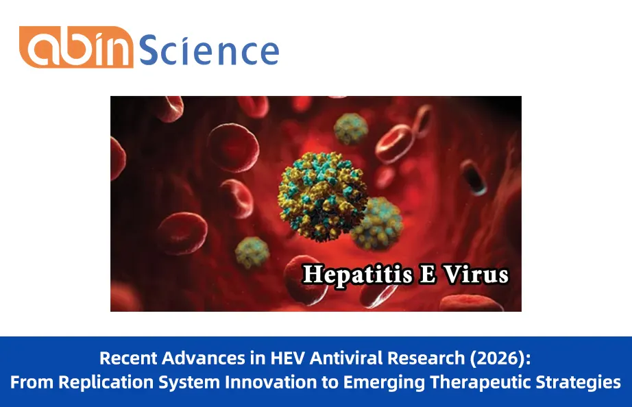 Recent Advances in HEV Antiviral Research (2026): From Replication System Innovation to Emerging Therapeutic Strategies