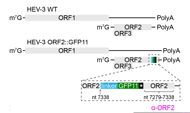 Schematic genome structure of HEV-3