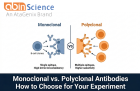 Monoclonal vs. Polyclonal Antibodies: How to Choose for Your Experiment