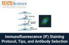Immunofluorescence (IF) Staining: Protocol, Tips, and Antibody Selection