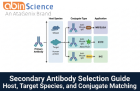 How to Choose a Secondary Antibody: Host, Species & Conjugate Guide