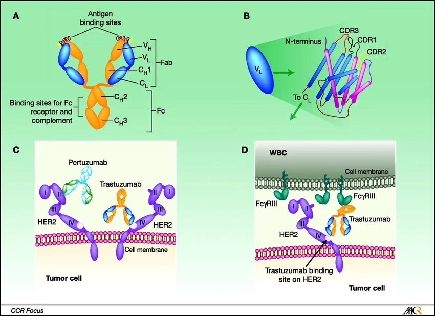 Trastuzumab schematic structure