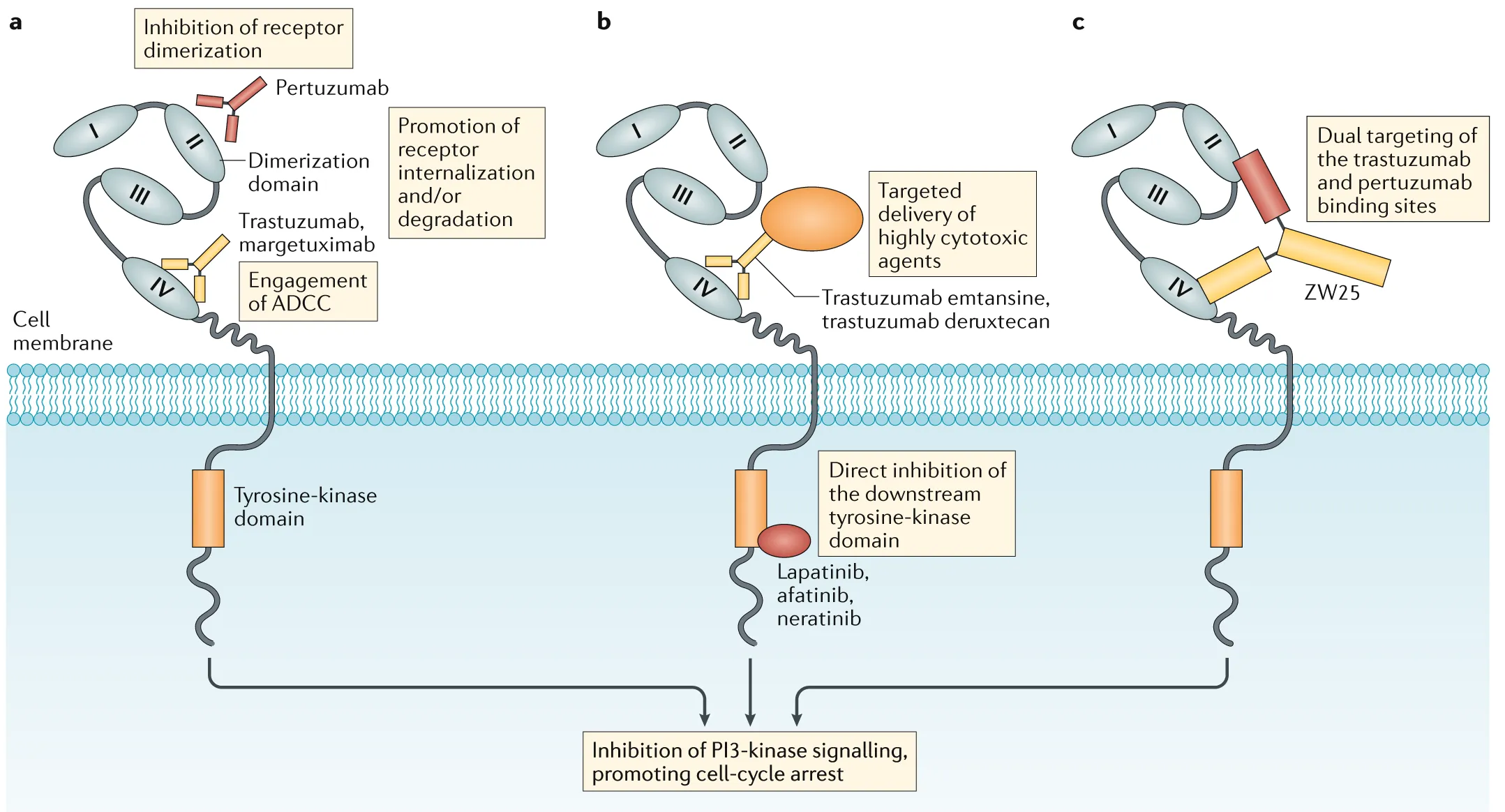 Mechanism of action of agents targeting HER2.