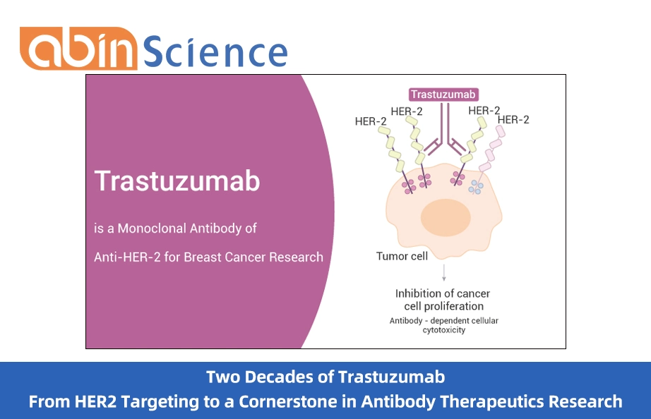 Two Decades of Trastuzumab: From HER2 Targeting to a Cornerstone in Antibody Therapeutics Research