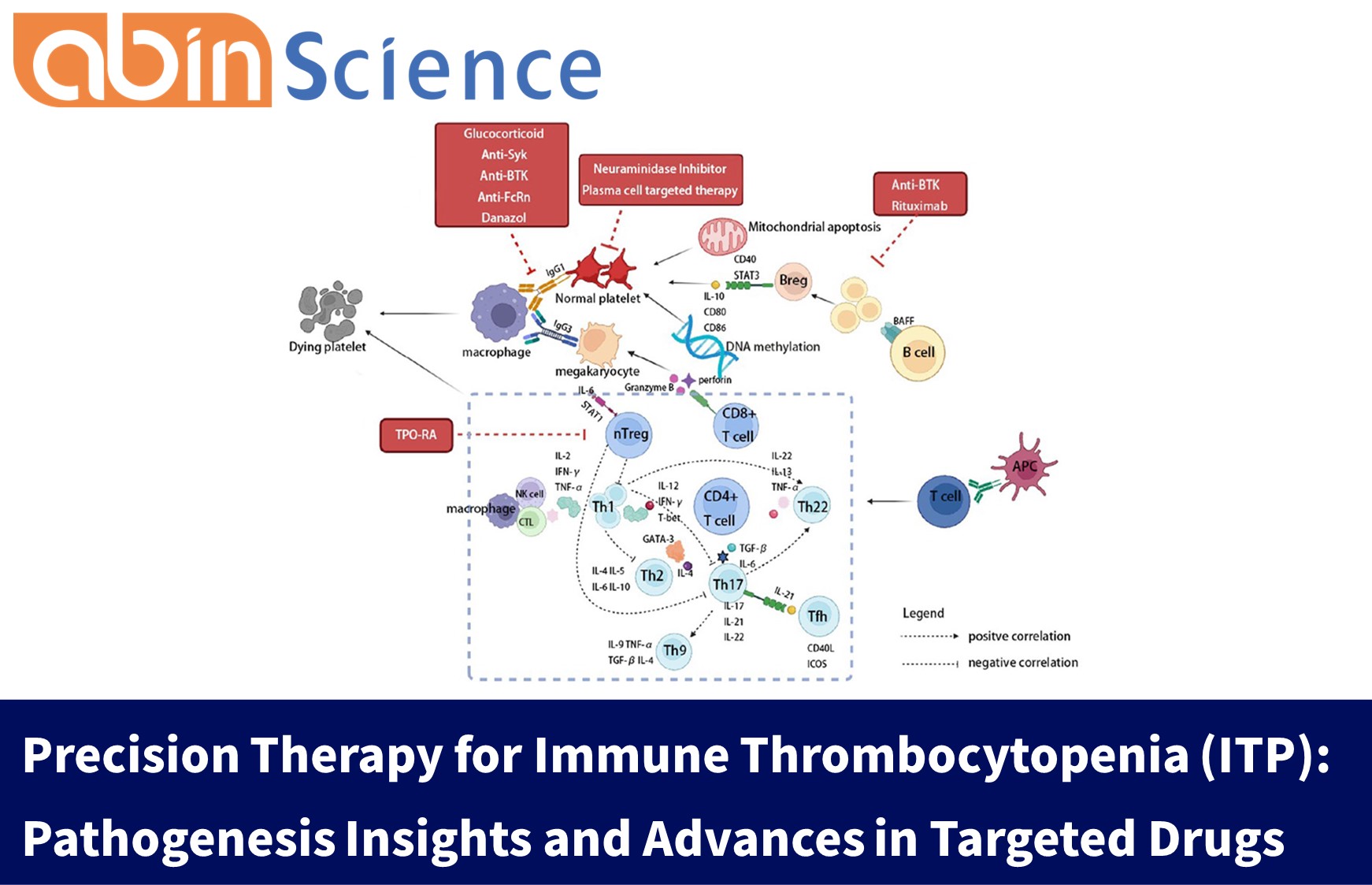 Precision Therapy for Immune Thrombocytopenia (ITP): Pathogenesis Insights and Advances in Targeted Drugs
