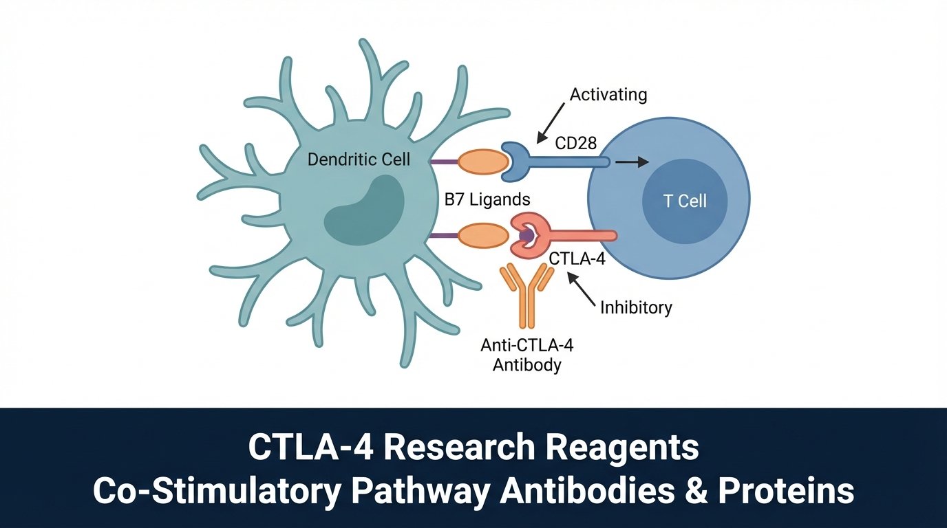 CTLA-4 Antibodies & Proteins: Reagents for Co-Stimulatory Pathway Research