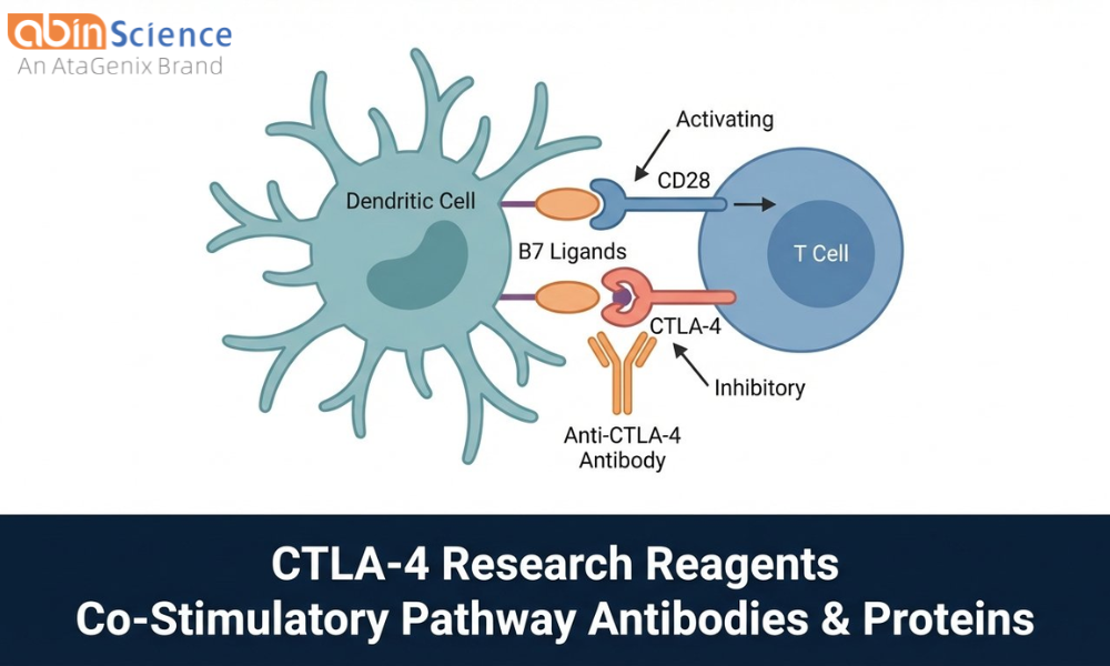 CTLA-4 Antibodies & Proteins: Reagents for Co-Stimulatory Pathway Research