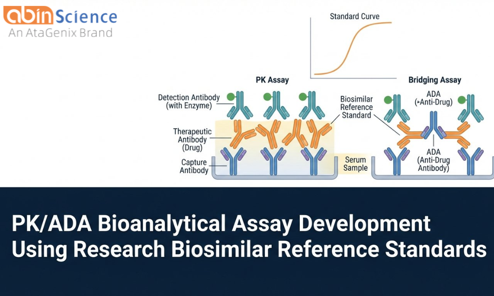 PK/ADA Bioanalytical Assay Development Using Research Biosimilar Reference Standards