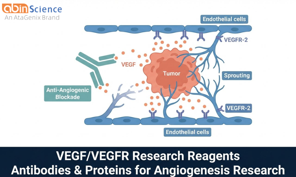 VEGF/VEGFR Antibodies & Proteins: Reagents for Angiogenesis Research