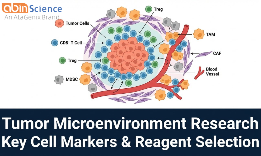 Tumor Microenvironment Research: Key Cell Markers, Signaling & Reagent Selection