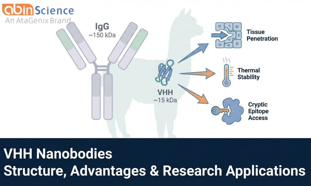 Nanobodies (VHH): Structure, Advantages & How to Use Them in Research