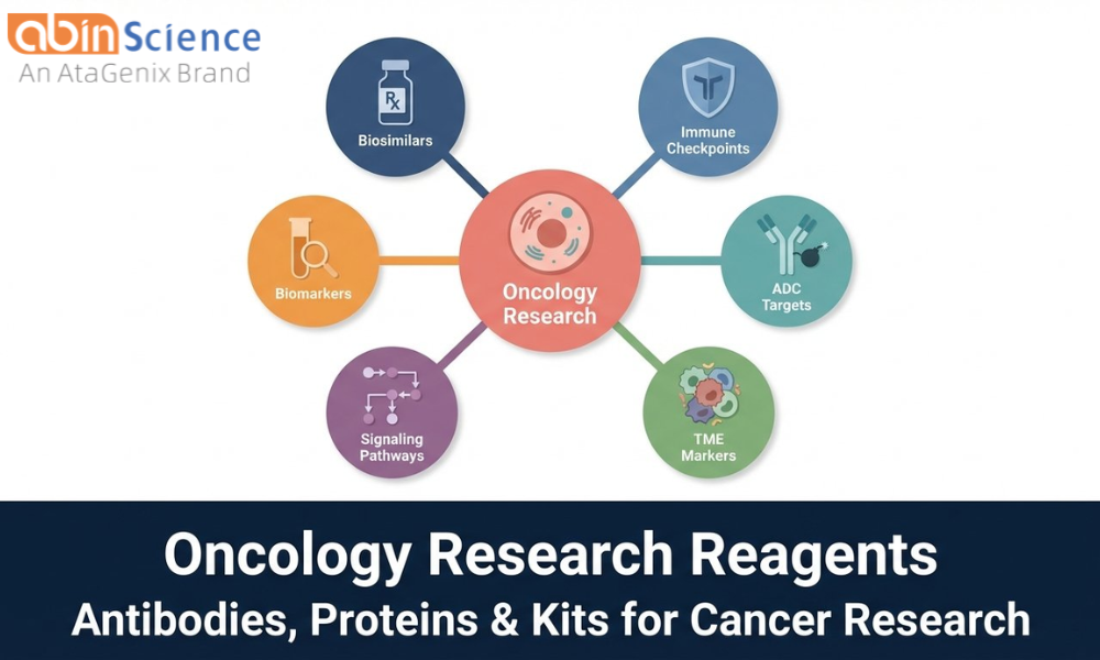 Oncology Research Reagents: Antibodies, Proteins & Kits for Cancer Research