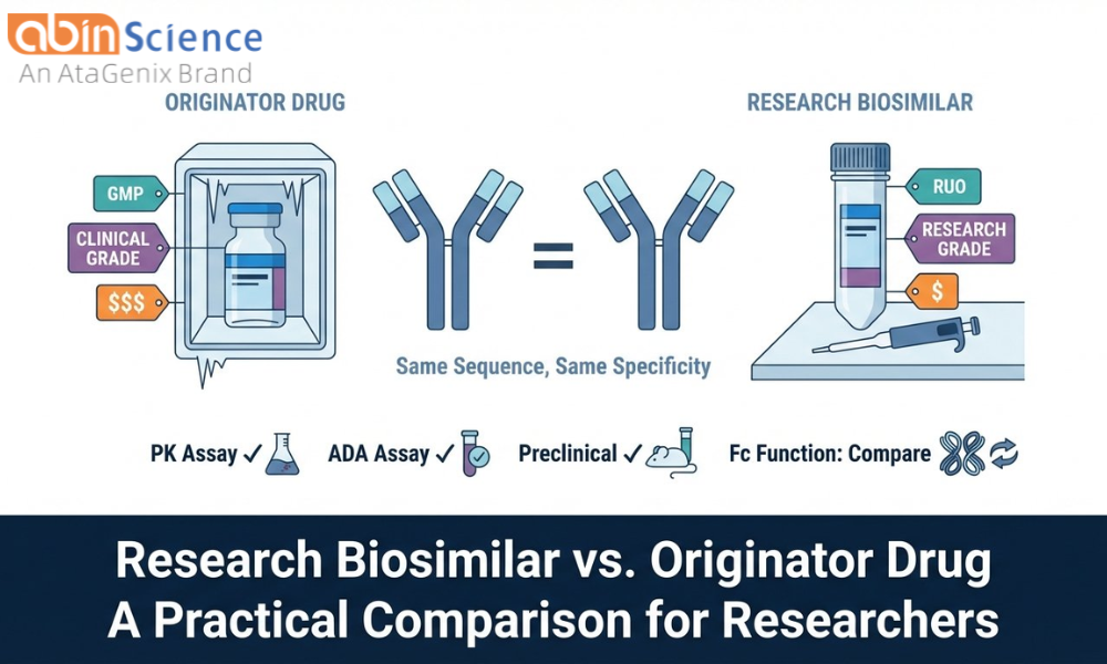 Research Biosimilar vs. Originator Drug: A Practical Comparison for Lab Researchers