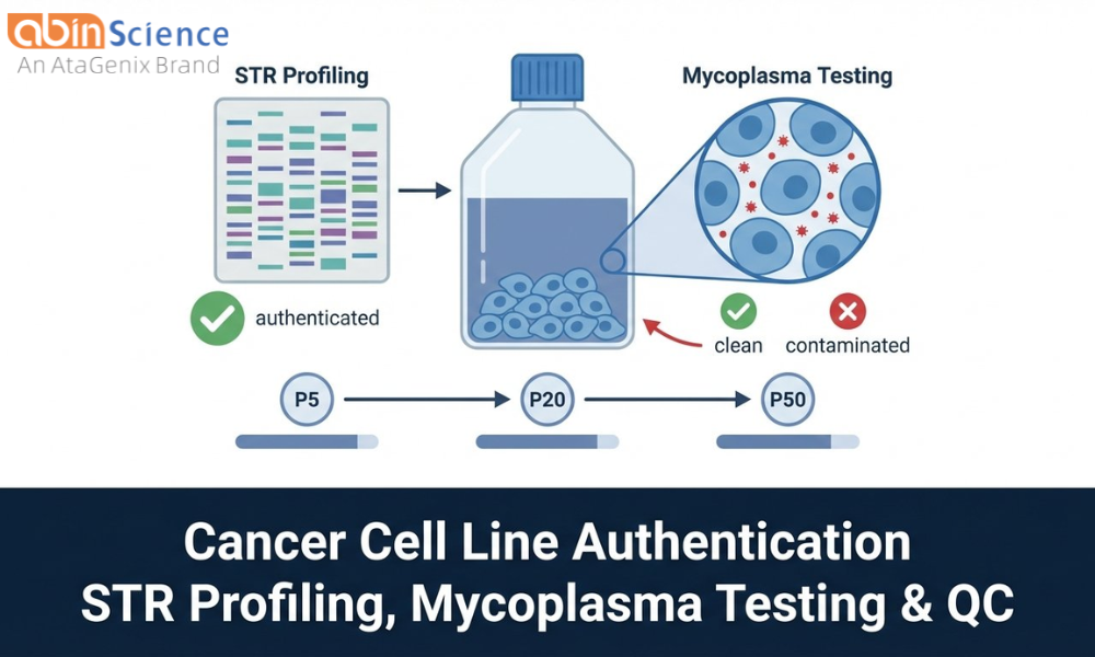 Cancer Cell Line Authentication: STR Profiling, Mycoplasma Testing & Quality Control