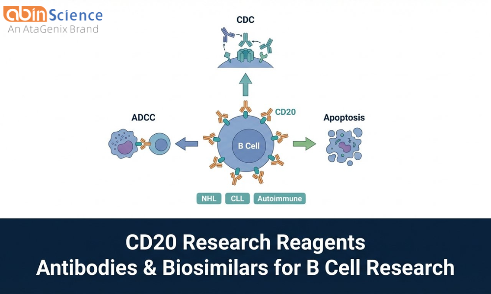 CD20 Antibodies & Proteins: Research Tools for B Cell Lymphoma and Autoimmune Disease