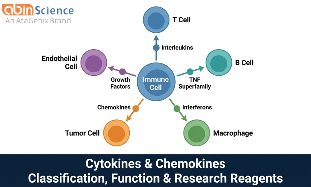 Cytokines and Chemokines: Classification, Function, and Research Tools