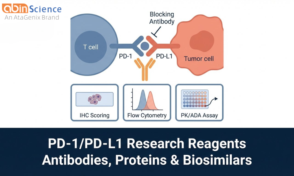 PD-1/PD-L1 Antibodies & Proteins: Research Reagents for Immune Checkpoint Studies