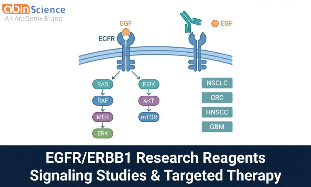 EGFR/ERBB1 Research Reagents: From Signaling Studies to Targeted Therapy Development