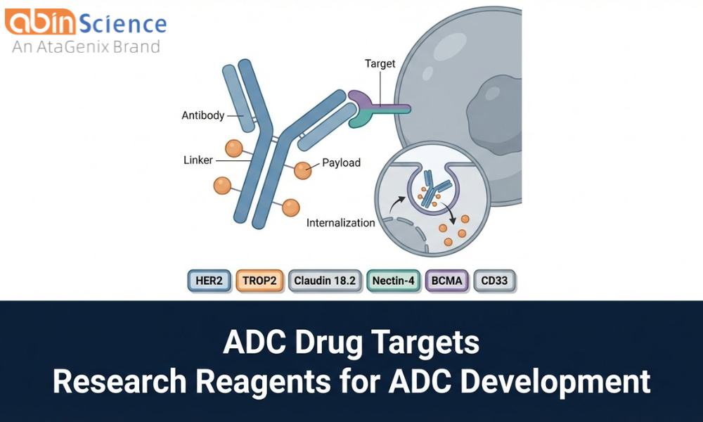 ADC Drug Targets: Research Reagents for Antibody-Drug Conjugate Development