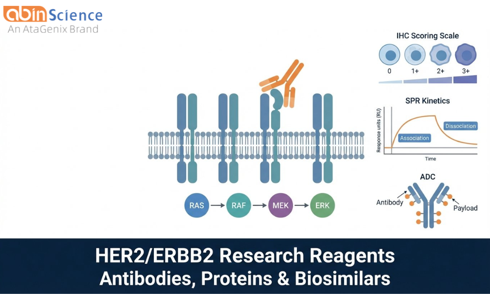 HER2/ERBB2 Research Reagents: Antibodies, Proteins & Biosimilars for Cancer Research