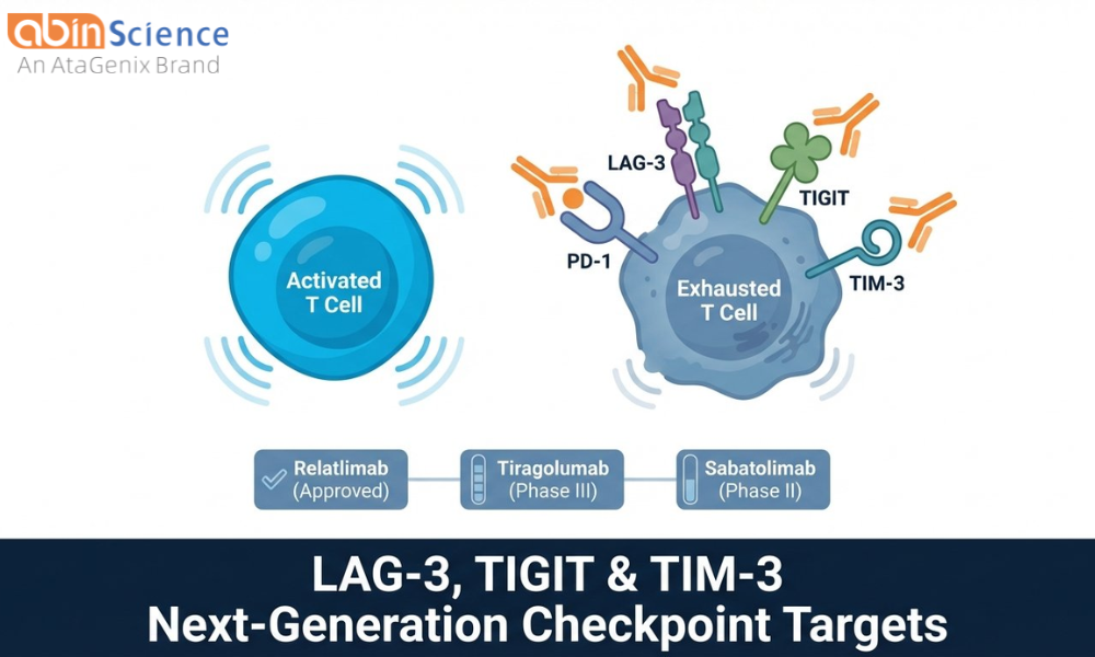 LAG-3, TIGIT & TIM-3: Next-Generation Checkpoint Targets for Immunotherapy Research