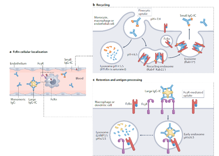 FcRn-mediated recycling process