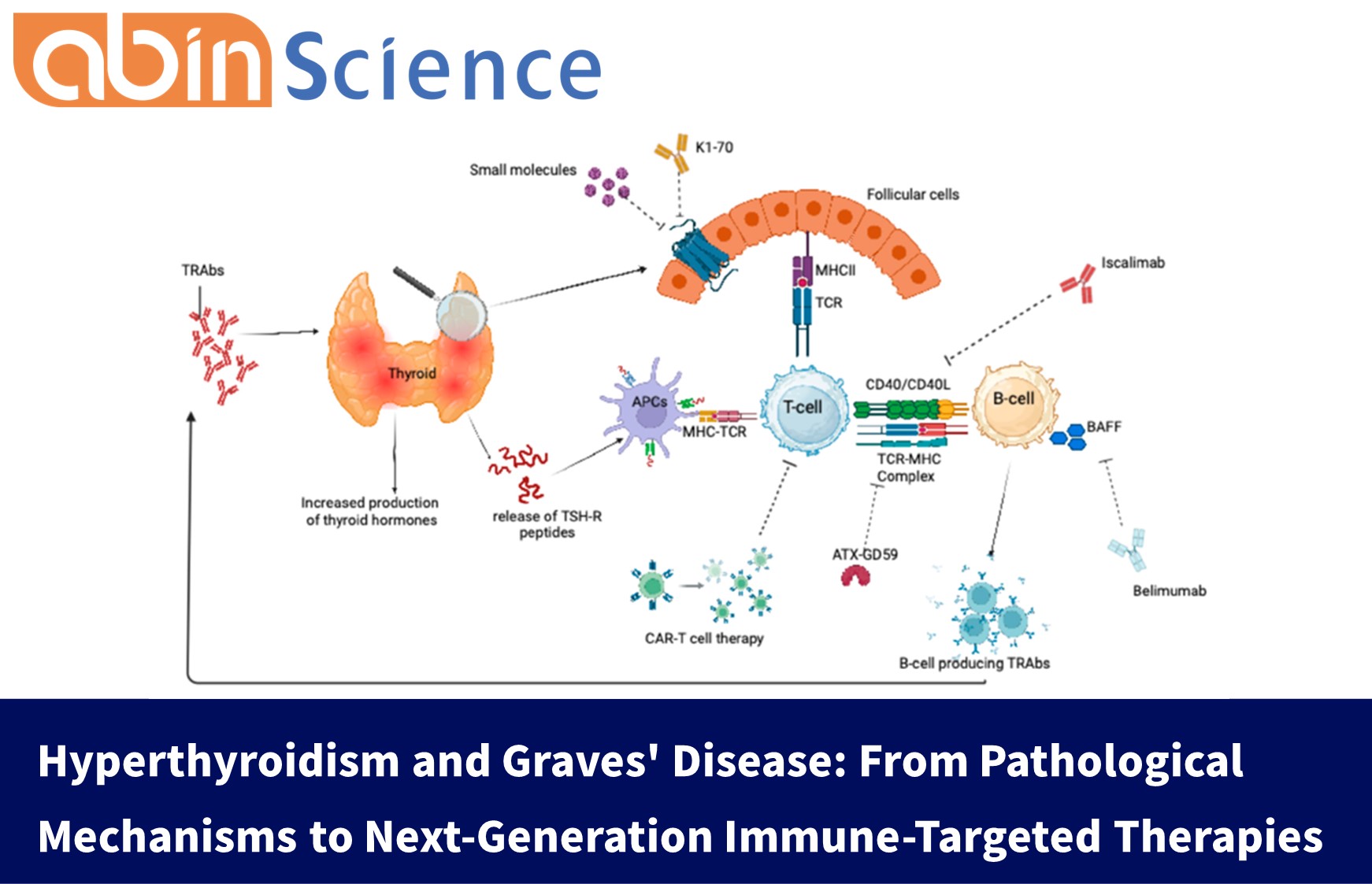 Hyperthyroidism and Graves' Disease: From Pathological Mechanisms to Next-Generation Immune-Targeted Therapies