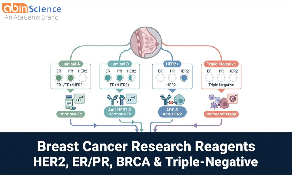 Breast Cancer Research: HER2, ER/PR, BRCA & Triple-Negative Reagents