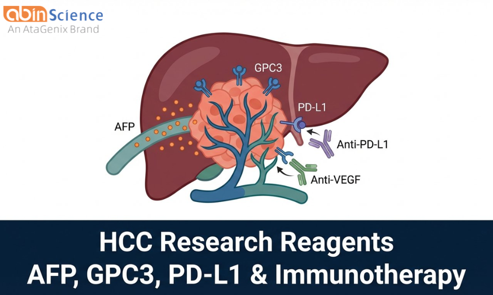 HCC Research Reagents: AFP, GPC3, PD-L1 & Immunotherapy Targets