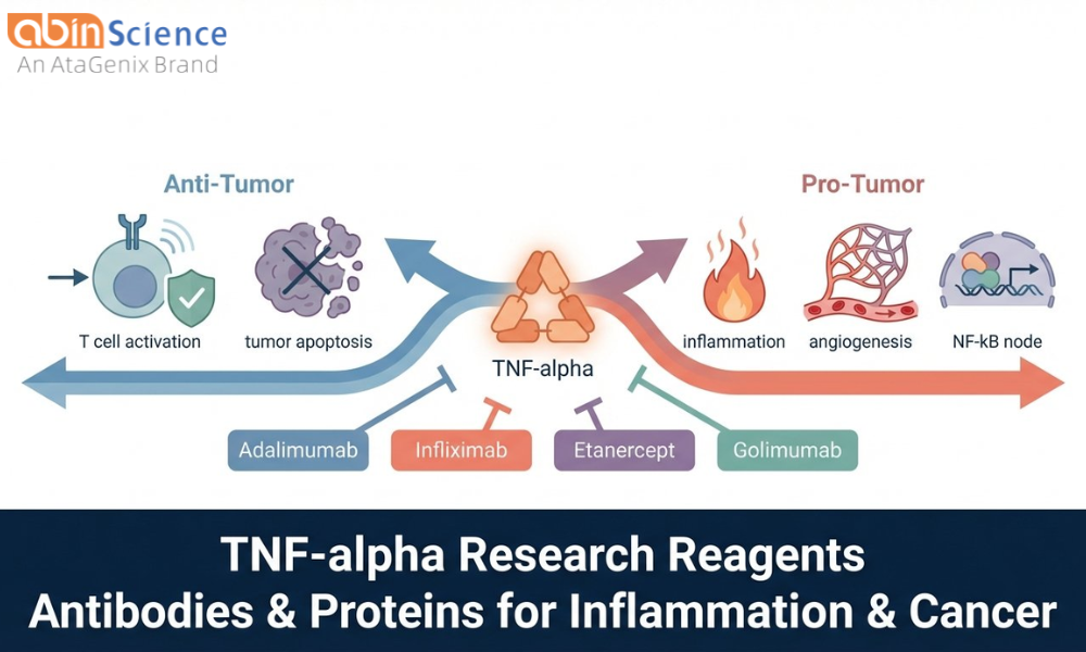 TNF-alpha Antibodies & Proteins: Research Reagents for Inflammation and Cancer