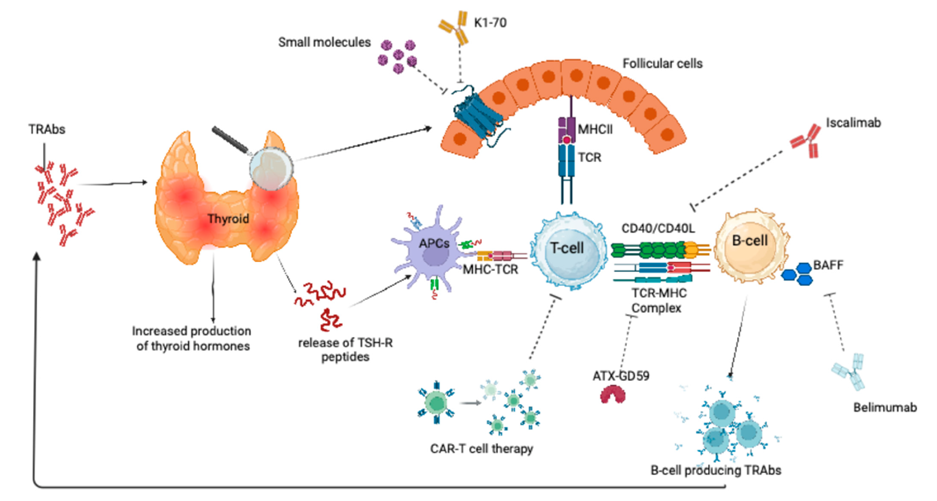 Mechanism of action of emerging therapies for Graves' disease