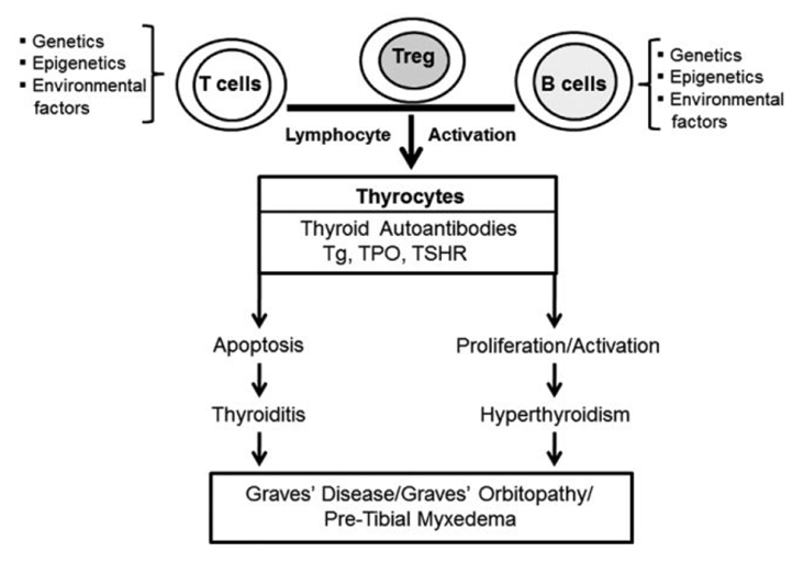 Brief overview of factors leading to Graves' disease development in the context of thyroiditis
