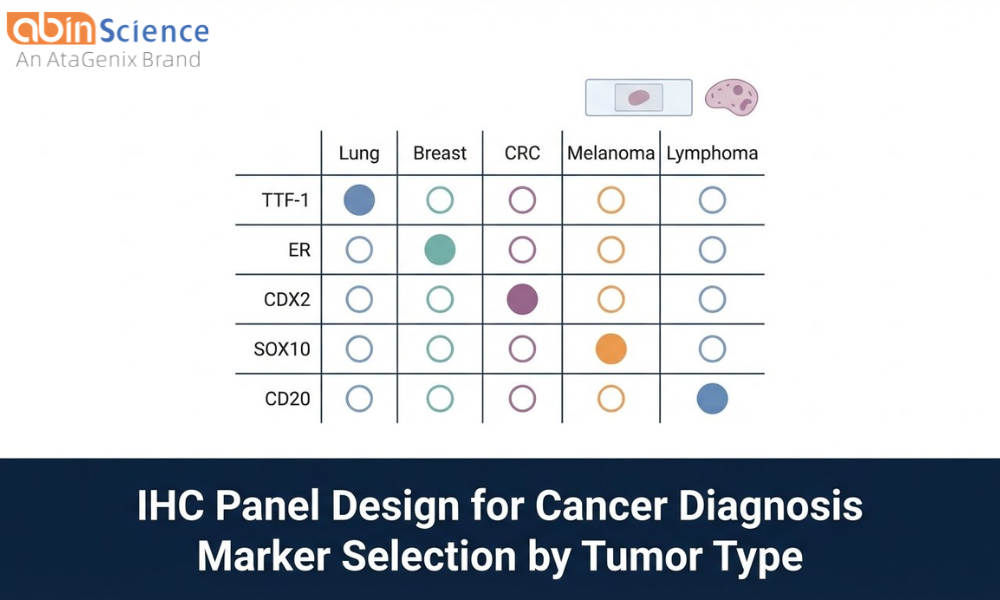IHC Panel Design for Cancer Diagnosis: Marker Selection by Tumor Type