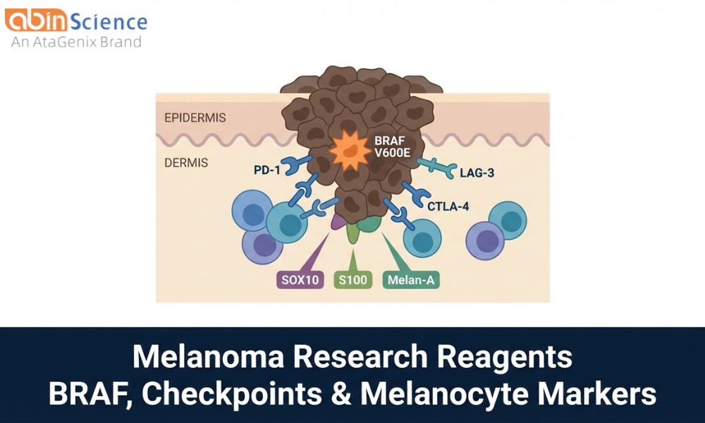 Melanoma Research Reagents: BRAF, Immune Checkpoint & Melanocyte Markers