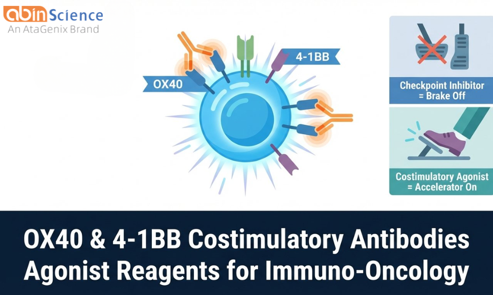OX40 & 4-1BB Costimulatory Antibodies: Agonist Research Reagents for Immuno-Oncology