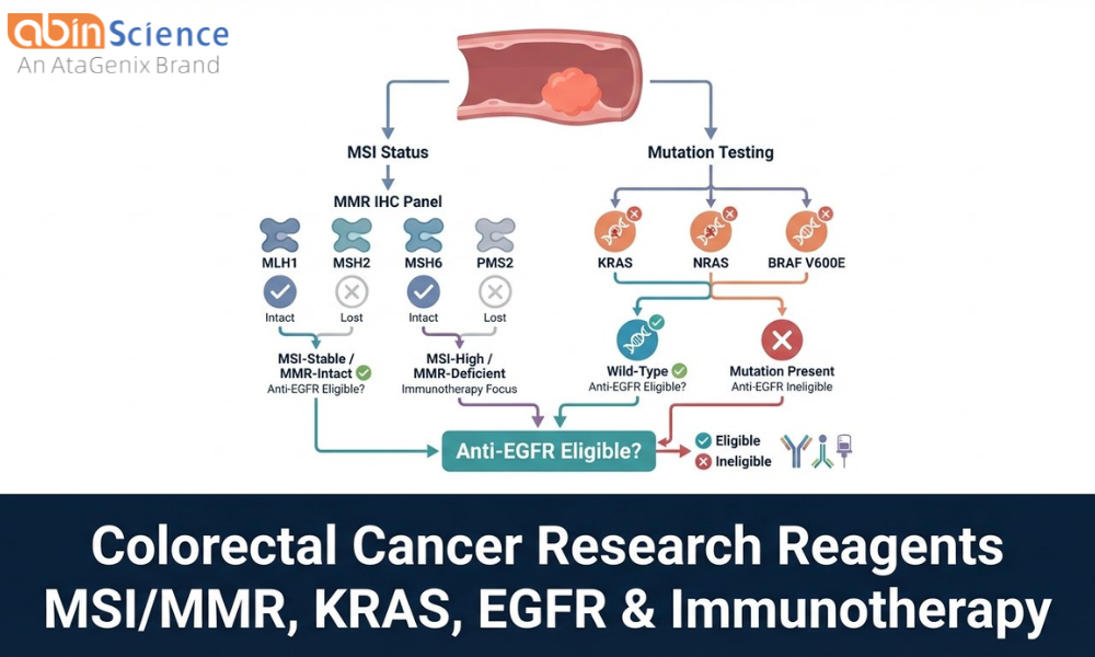 Colorectal Cancer Research: MSI/MMR, KRAS, EGFR & Immunotherapy Reagents