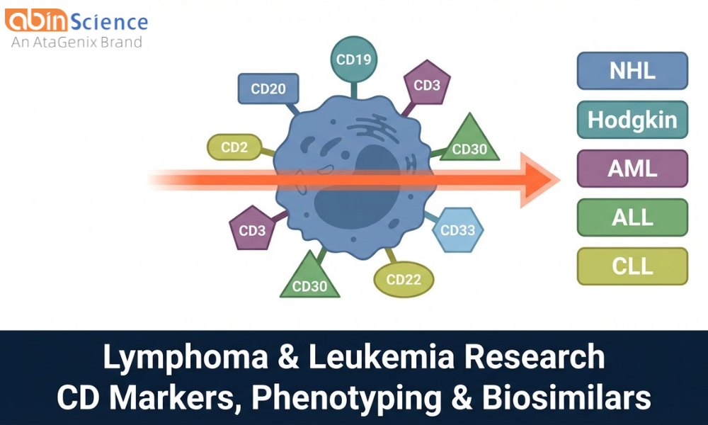 Lymphoma & Leukemia Research: CD Markers, Phenotyping & Biosimilar Reference Antibodies