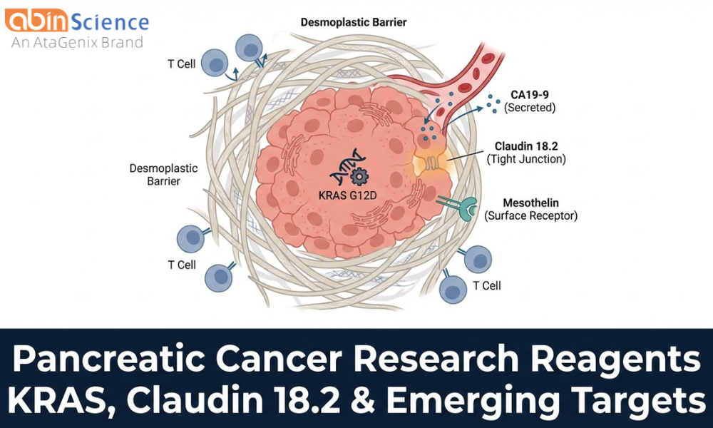 Pancreatic Cancer Research: KRAS, Claudin 18.2 & Emerging Targets